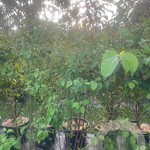 Cornus sanguinea 175-200 cm 25L struik