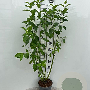 Cornus sericea 'Flaviramea' 100-125 cm 5,0L
