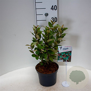 Elaeagnus ebb. 'Compacta' 30-40 cm 3,0L