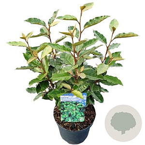 Elaeagnus ebb. 'Compacta' 30-40 cm 3,0L