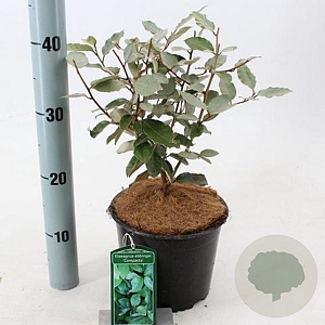 Elaeagnus ebb. 'Compacta' 30-40 cm 3,0L