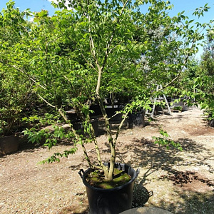 Zelkova serrata 250-300 cm container meerstammig