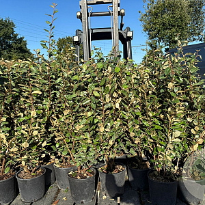 Elaeagnus ebb. 'Compacta' 100-120 cm 10L