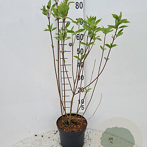 Cornus alba 100-125 cm 5,0L