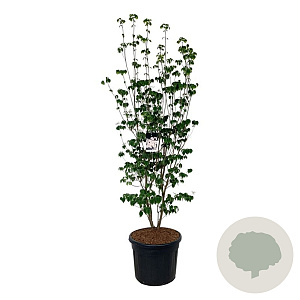 Cornus Aurora 225-250 cm cont. 90L Pir. op stam extra