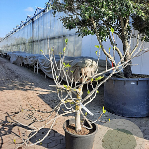 Ficus carica 125-150 cm container meerstammig