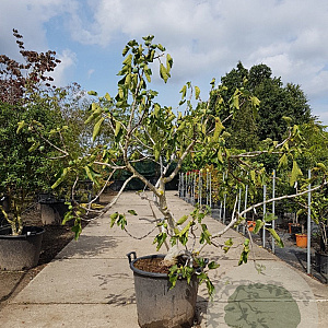 Ficus carica 125-150 cm container meerstammig
