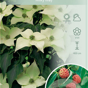 Cornus k. 'Milky Way' 60-80 cm 7,5L