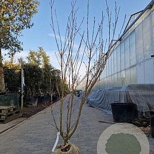 Cornus k. 'Milky Way' 150-175 cm met kluit struik