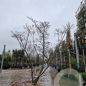 Cornus k. 'Milky Way' 300-350 cm draadkluit meerstammig bijenkorf