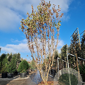 Cornus k. 'Milky Way' 300-350 cm draadkluit meerstammig solitair