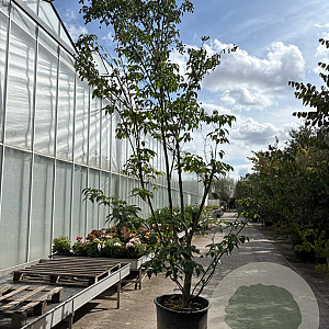 Cornus k. 'Milky Way' 400-450 cm container