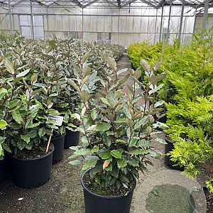 Elaeagnus ebb. 'Compacta' 60-80 cm 10L