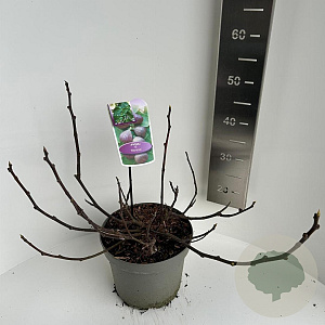 Ficus carica 40-50 cm 5,0L