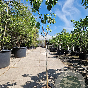 Ficus carica 100 cm stam container 8-10