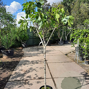 Ficus carica 100 cm stam container 10-12HO