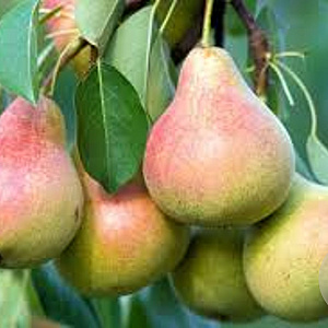 Pyrus c. 'Clapp's Favourite' halfstam 10L
