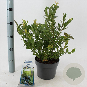 Vaccinium c. 'Brigitta Blue' 30-40 cm 3,0L