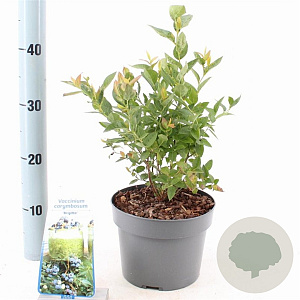 Vaccinium c. 'Brigitta Blue' 30-40 cm 3,0L