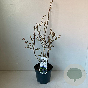 Vaccinium c. 'Brigitta Blue' 30-40 cm 3,0L