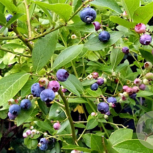 Vaccinium c. 'Goldtraube 23' 30-40 cm 3,0L