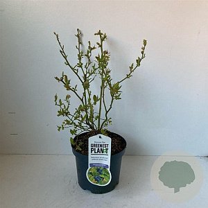 Vaccinium c. 'Goldtraube 23' 30-40 cm 3,0L