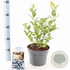 Vaccinium c. 'Goldtraube 23' 30-40 cm 3,0L