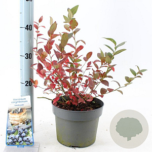 Vaccinium c. 'Goldtraube 23' 30-40 cm 3,0L