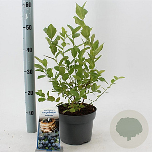 Vaccinium c. 'Goldtraube 23' 30-40 cm 3,0L