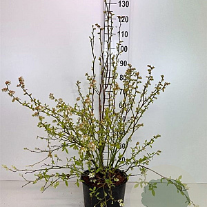 Vaccinium c. 'Goldtraube 23' 40-50 cm 3,5L