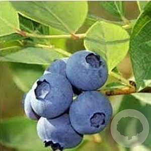 Vaccinium c. 'Jersey' 30-40 cm 3,0L