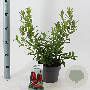 Vaccinium 'Pink Lemonade' 30-40 cm 3,0L