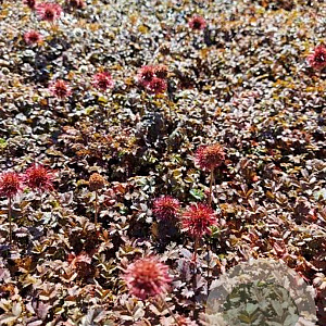 Acaena microphylla 'Kupferteppich' GM 2,0L
