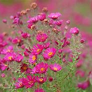 Aster n.-a. 'James Ritchie' GM P9