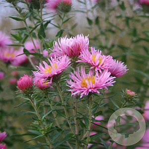 Aster n.-a. 'Rosa Sieger' GM P9