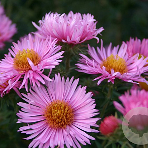Aster n.-a. 'Rosa Sieger' GM P9