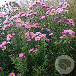 Aster n.-a. 'Rosa Sieger' GM P9