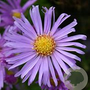 Aster n.-b. 'Blütenmeer' GM P9