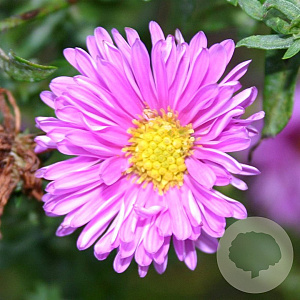 Aster n.-b. 'Patricia Ballard' GM P9
