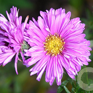 Aster n.-b. 'Patricia Ballard' GM P9