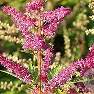 Astilbe Younique Lilac GM P9