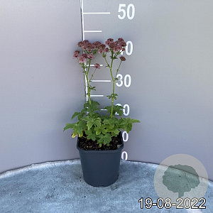 Astrantia maj. 'Roma' GM 2,0L