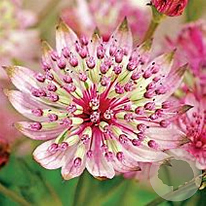 Astrantia maj. 'Sparkl.Stars Pink' GM P9