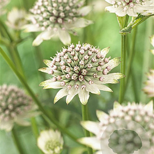 Astrantia maj. 'Star of Billion' GM P9