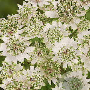 Astrantia maj. 'Star of Billion' GM P9