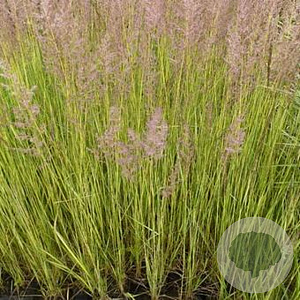 Calamagrostis acut. 'England' GM P9