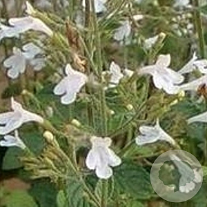 Calamintha n. 'Menthe' GM P9