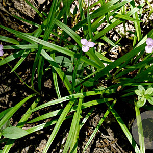 Callisia rosea GM P9