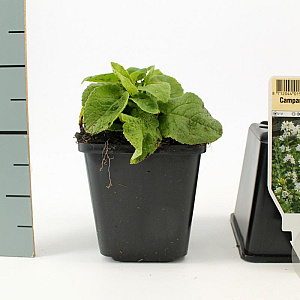 Campanula glom. 'Alba' GM P9