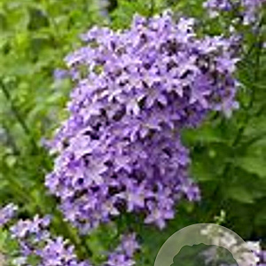 Campanula lact. Border Blues GM P9